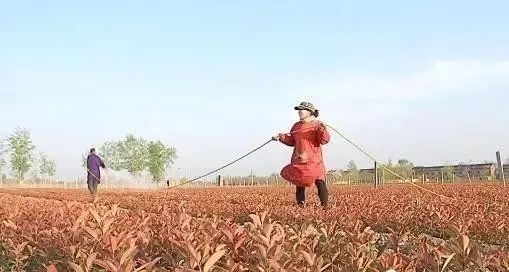 生物菌肥，有機肥，復合肥怎樣搭配使用效果好